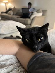 Lost Male Cat last seen Austin Bluffs and Bridle Pass, Colorado Springs, CO 80923