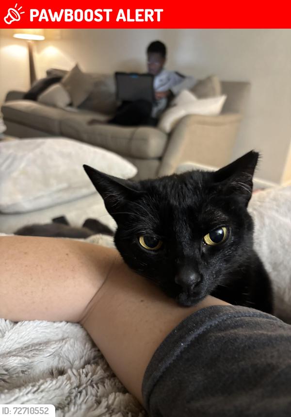Lost Male Cat last seen Austin Bluffs and Bridle Pass, Colorado Springs, CO 80923