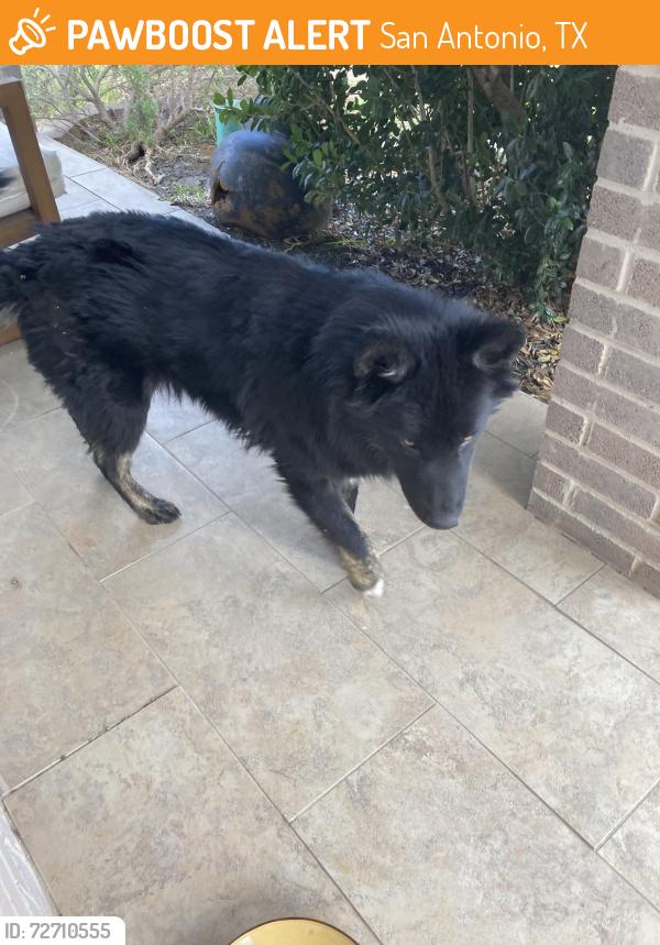 Found/Stray Unknown Dog last seen Village of Westcreek, 78253, San Antonio, TX 78253