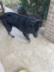 Found/Stray Unknown Dog last seen Village of Westcreek, 78253, San Antonio, TX 78253