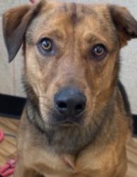 Found/Stray Male Dog last seen Wisteria, Richardson, TX 75080