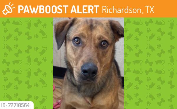 Found/Stray Male Dog last seen Wisteria, Richardson, TX 75080