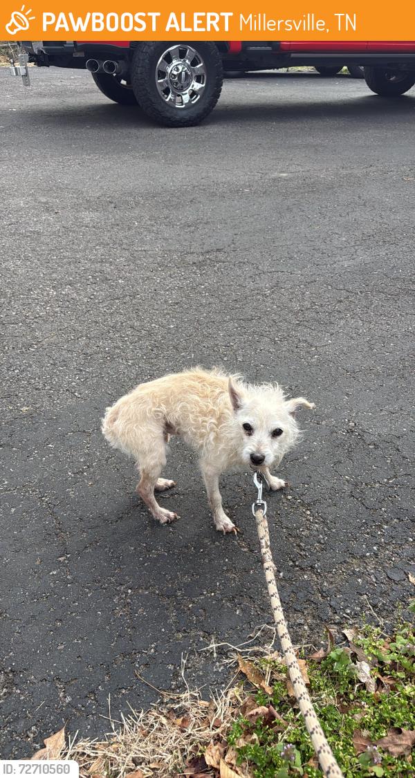 Found/Stray Male Dog last seen Baker Station Road and Springfield Highway, Millersville, TN 37072