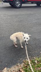 Found/Stray Male Dog last seen Baker Station Road and Springfield Highway, Millersville, TN 37072