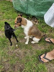 Found/Stray Male Dog last seen Henderson and Westmeadow , Cleburne, TX 76031
