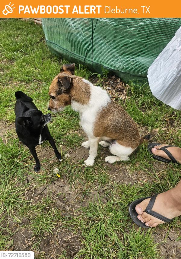 Found/Stray Male Dog last seen Henderson and Westmeadow , Cleburne, TX 76031