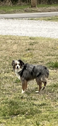 Found/Stray Unknown Dog last seen Near Casey's on 500 rd, Claremore, OK 74019