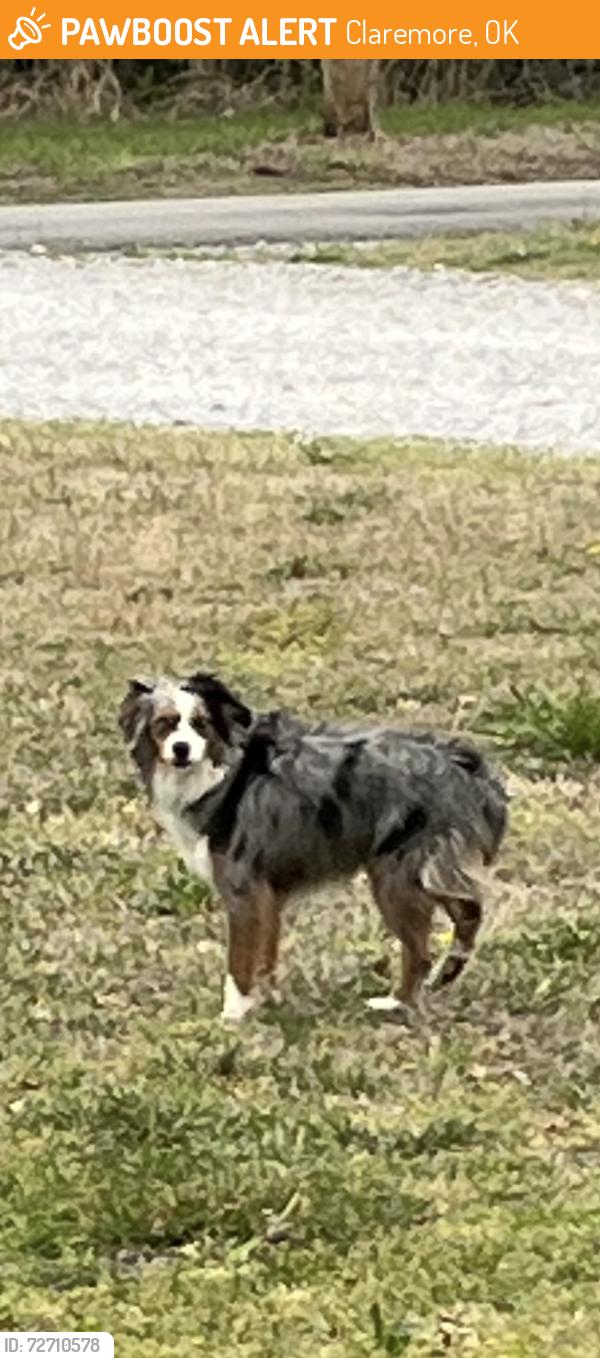 Found/Stray Unknown Dog last seen Near Casey's on 500 rd, Claremore, OK 74019