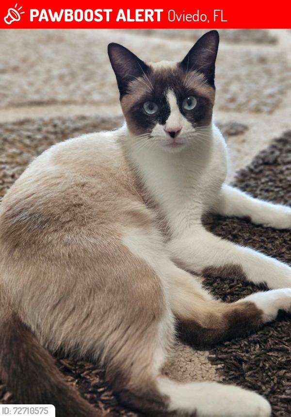 Lost Male Cat last seen Hazelton Place and Lagoon Drive, Oviedo, FL 32765