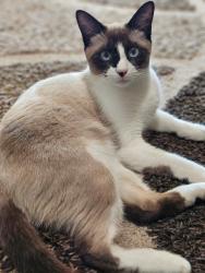 Lost Male Cat last seen Hazelton Place and Lagoon Drive, Oviedo, FL 32765