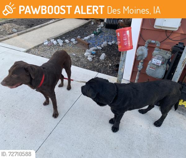 Found/Stray Male Dog last seen Euclid/MLK, Des Moines, IA 50313