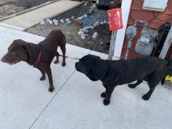 Found/Stray Male Dog last seen Euclid/MLK, Des Moines, IA 50313