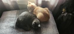 Lost Female Cat last seen Century & Walnut Grove, Memphis, TN 38111