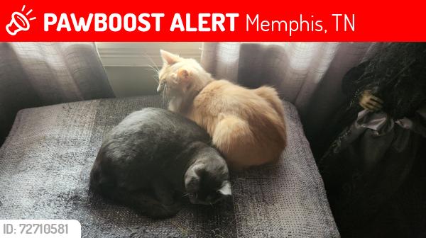 Lost Female Cat last seen Century & Walnut Grove, Memphis, TN 38111