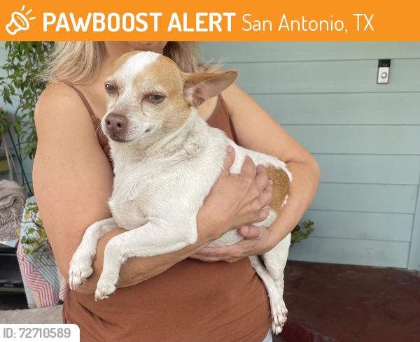 Found/Stray Male Dog last seen Between I-35 and Probandt , San Antonio, TX 78214