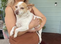 Found/Stray Male Dog last seen Between I-35 and Probandt , San Antonio, TX 78214