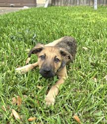 Found/Stray Unknown Dog last seen Mimosa Road and Willow Wisp Drive, Missouri City, TX 77489, Missouri City, TX 77489