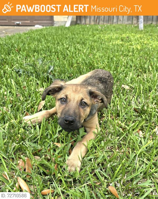 Found/Stray Unknown Dog last seen Mimosa Road and Willow Wisp Drive, Missouri City, TX 77489, Missouri City, TX 77489
