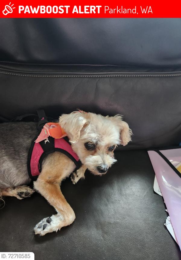 Lost Female Dog last seen A Street South near Pacific Ave, Parkland, WA 98444