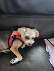 Lost Female Dog last seen A Street South near Pacific Ave, Parkland, WA 98444