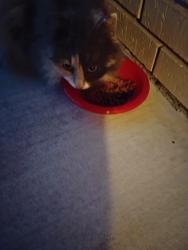 Found/Stray Female Cat last seen 111th & Garnett Rd , Broken Arrow, OK 74011