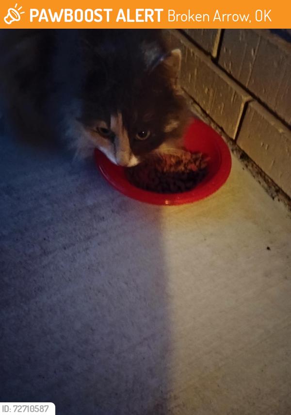 Found/Stray Female Cat last seen 111th & Garnett Rd , Broken Arrow, OK 74011