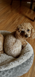 Lost Male Dog last seen Surveyers Creek softball fields, Glenmore Park, NSW 2745