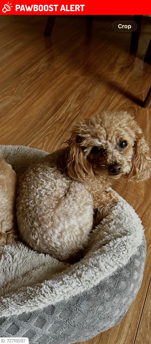 Lost Male Dog last seen Surveyers Creek softball fields, Glenmore Park, NSW 2745
