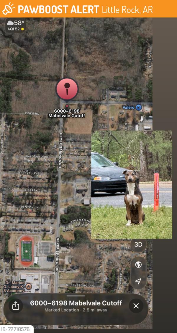 Found/Stray Male Dog last seen Geyer springs/mabelvale cutoff, Little Rock, AR 72209