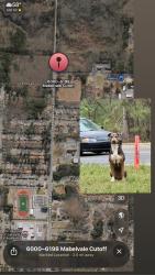 Found/Stray Male Dog last seen Geyer springs/mabelvale cutoff, Little Rock, AR 72209