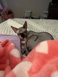 Lost Female Cat last seen Moss grove plantation , Moncks Corner, SC 29461