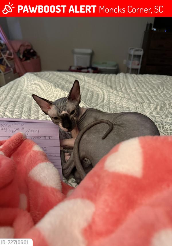 Lost Female Cat last seen Moss grove plantation , Moncks Corner, SC 29461