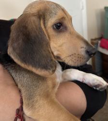 Found/Stray Male Dog last seen Connecticut Social Services Department , Bridgeport, CT 06604