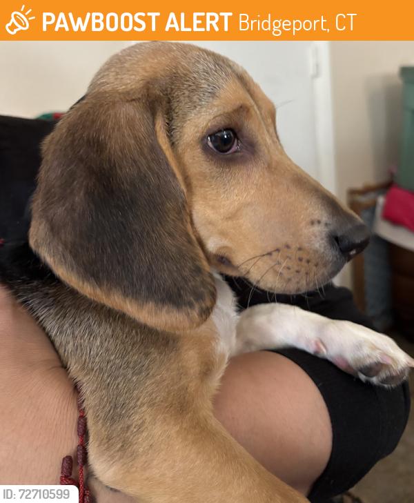 Found/Stray Male Dog last seen Connecticut Social Services Department , Bridgeport, CT 06604