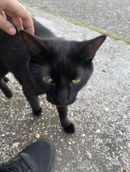 Found/Stray Unknown Cat last seen Delano Trent st ruskin florida, Ruskin, FL 33570