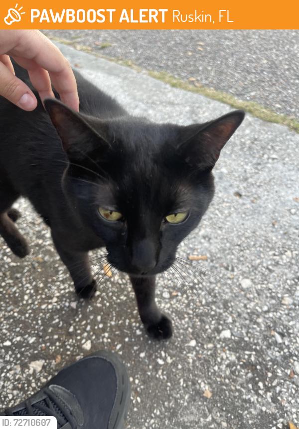 Found/Stray Unknown Cat last seen Delano Trent st ruskin florida, Ruskin, FL 33570