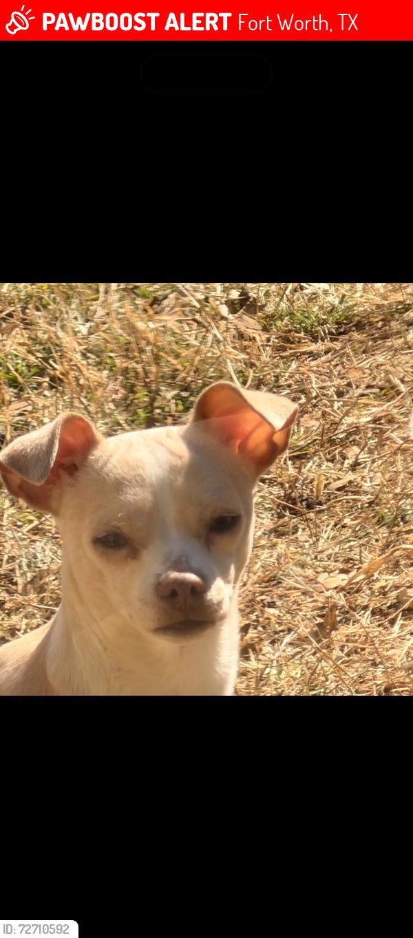 Lost Male Dog last seen Tanneyhill ln fort worth tx 76112 , Fort Worth, TX 76112
