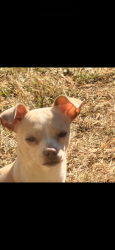 Lost Male Dog last seen Tanneyhill ln fort worth tx 76112 , Fort Worth, TX 76112