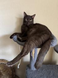 Lost Male Cat last seen Nextep, Norman, OK 73072