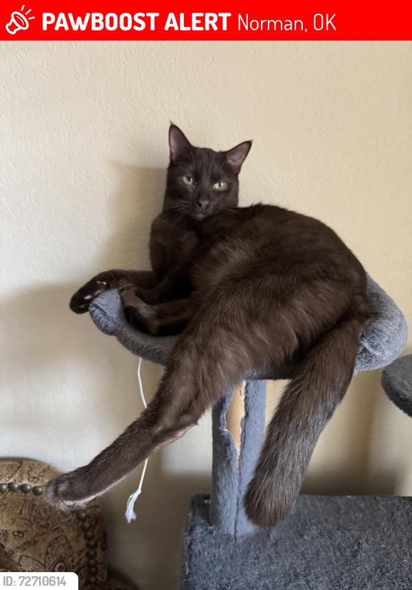 Lost Male Cat last seen Nextep, Norman, OK 73072