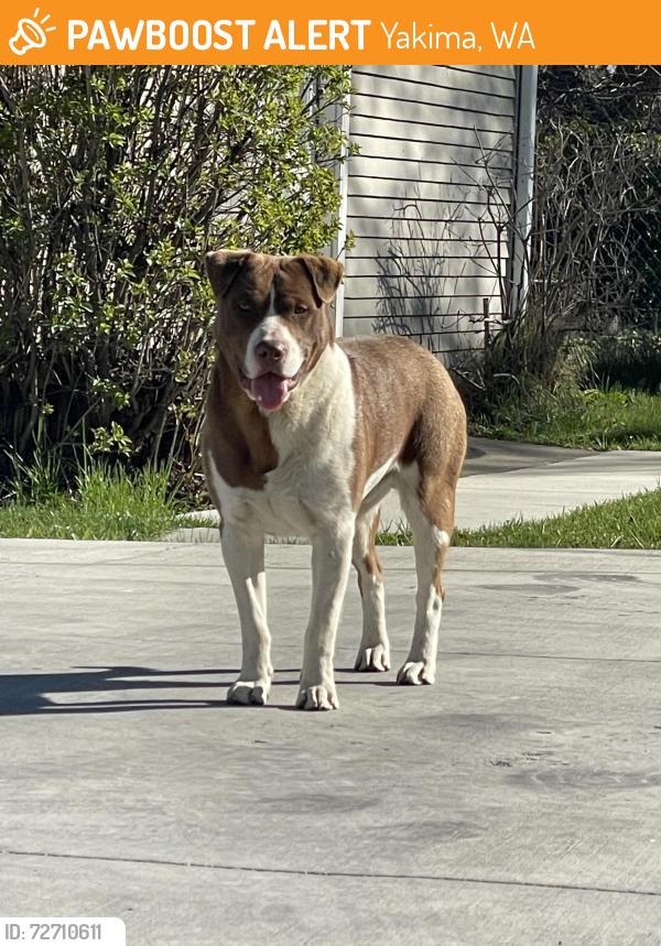 Found/Stray Male Dog last seen Across from Franklin Park, Yakima, WA 98902
