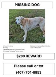 Lost Female Dog last seen Hunters Stand and Red Bridge, Oviedo, FL 32765