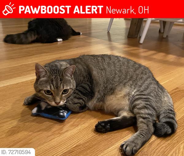 Lost Male Cat last seen River Rd and Redwood Dr , Newark, OH 43055