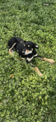 Found/Stray Female Dog last seen 11th and Mingo, disc golf course, Tulsa, OK 74128