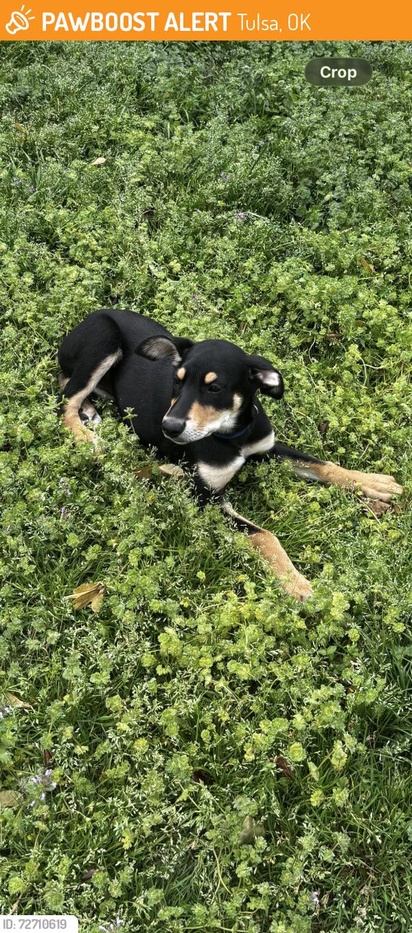 Found/Stray Female Dog last seen 11th and Mingo, disc golf course, Tulsa, OK 74128