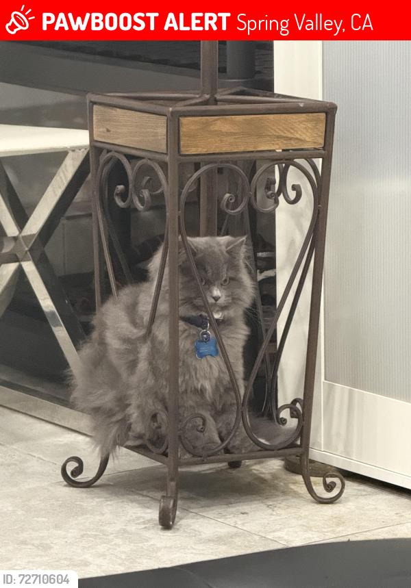 Lost Male Cat last seen Spring valley, CA 91978, Spring Valley, CA 91941