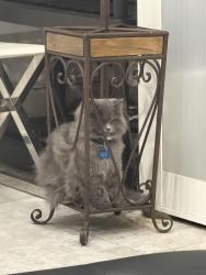 Lost Male Cat last seen Spring valley, CA 91978, Spring Valley, CA 91941