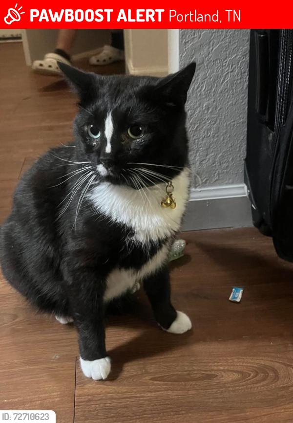 Lost Male Cat last seen Old Fountain Head Cemetery Rd n, Portland, TN 37148