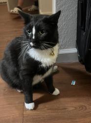 Lost Male Cat last seen Old Fountain Head Cemetery Rd n, Portland, TN 37148