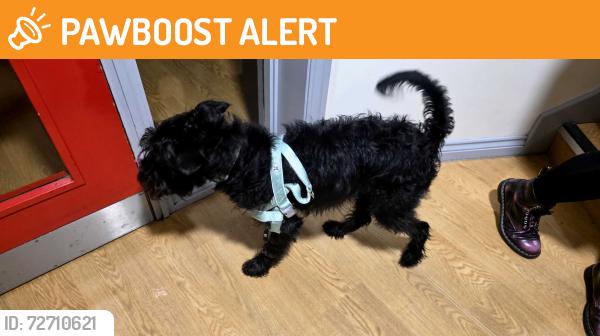 Found/Stray Male Dog last seen Ormeau rd, Car park, Lavinia square apartments, Ormeau Road , Belfast, Northern Ireland BT7
